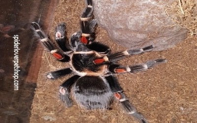 auratum Male tarantula